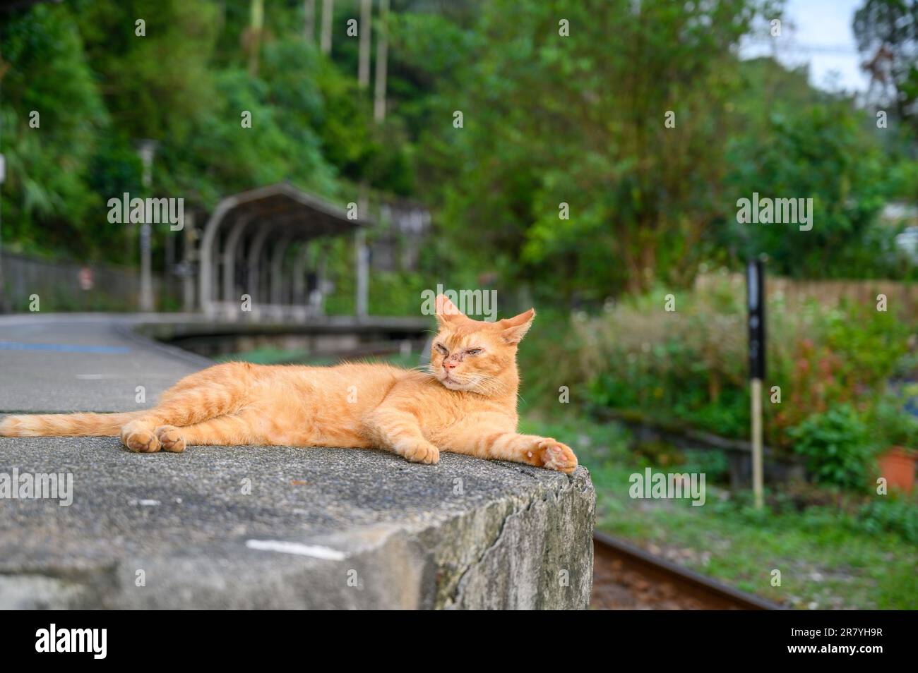 A yellow cat sleepily squints. The cat lay on the platform of the old railway station. Stock Photo