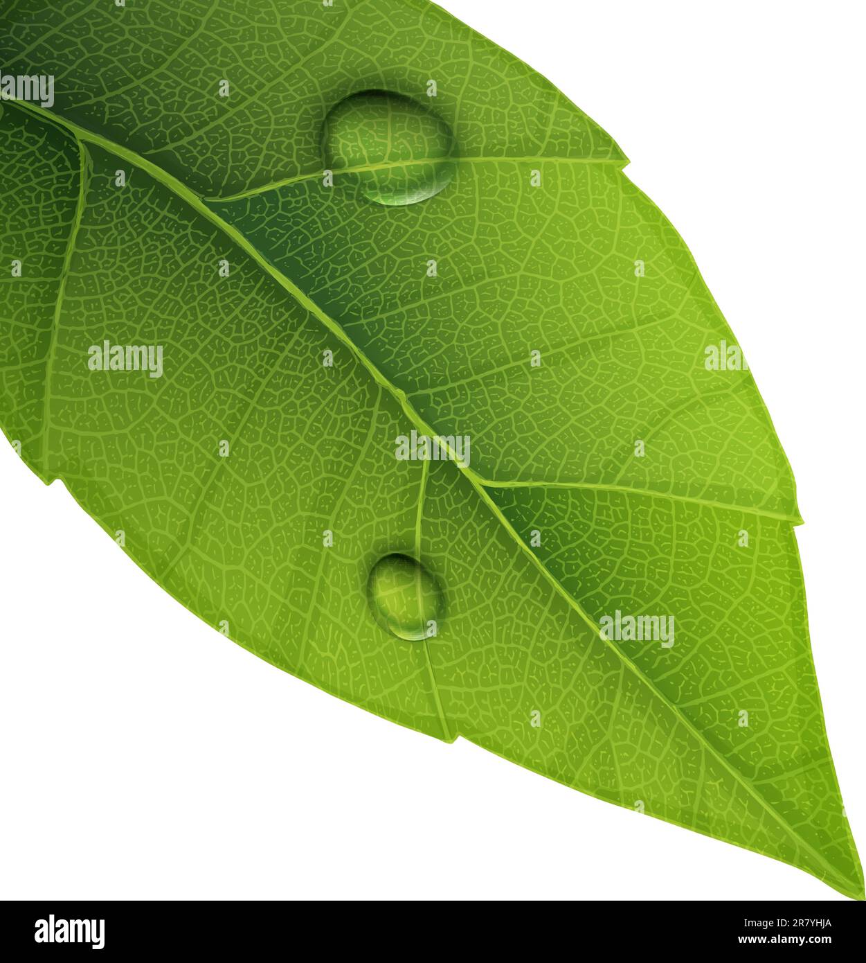 Green leaf with water droplets, closeup vector illustration Stock ...