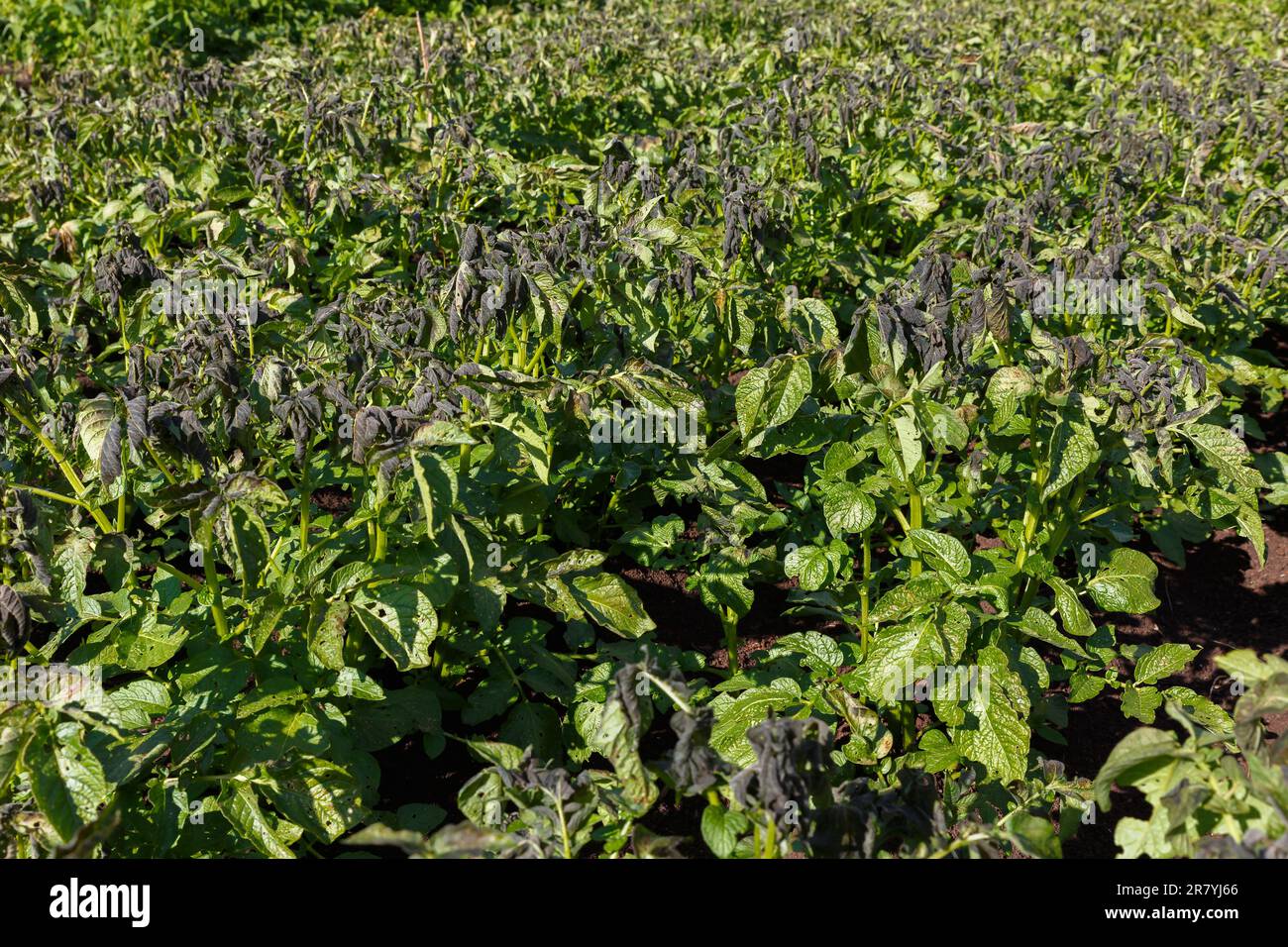 Potato plants damaged by the frost. Potato plants showing signs of