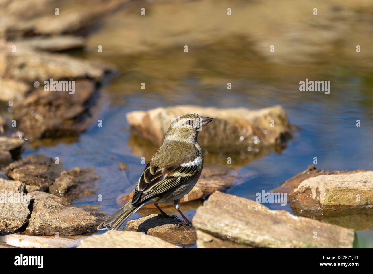 A female Chaffinch (Fringilla coelebs) perched on stones at the side of a pond. Stock Photo