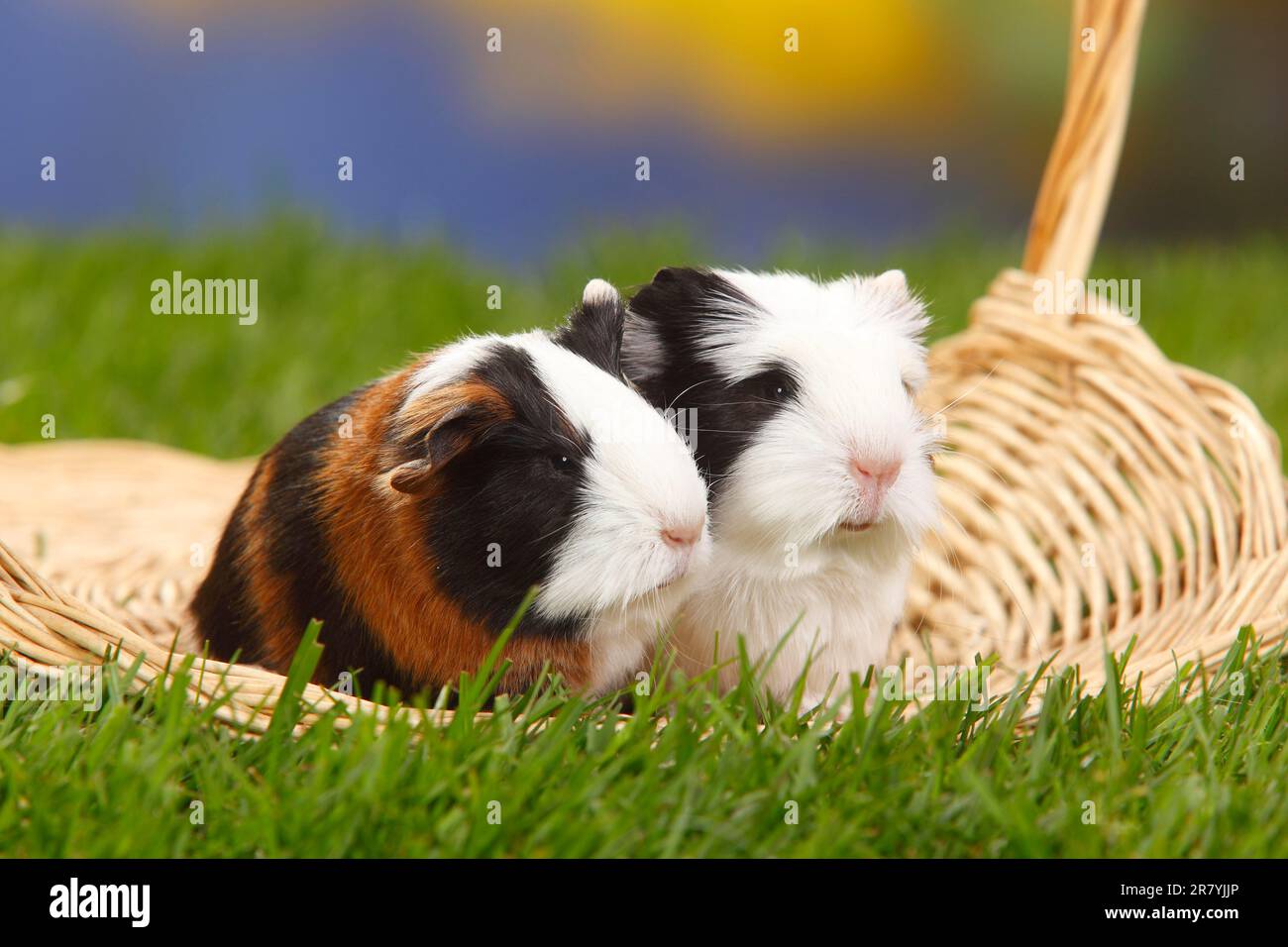 guinea pig and Sheltie guinea pig, tortie with white, kittens