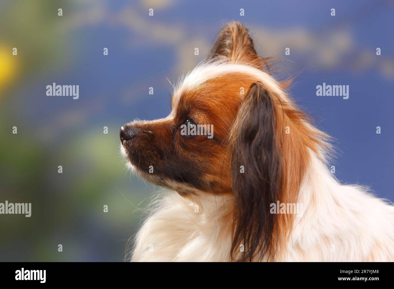 Dwarf spaniel cheap