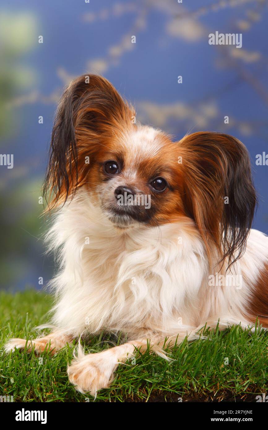 Papillon butterfly dog continental dwarf spaniel Stock Photo Alamy