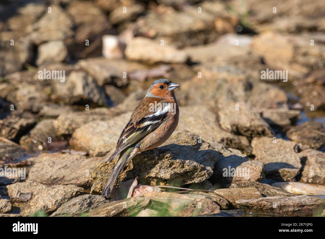 A male Chaffinch (Fringilla coelebs) perched on stones at the side of a pond. Stock Photo