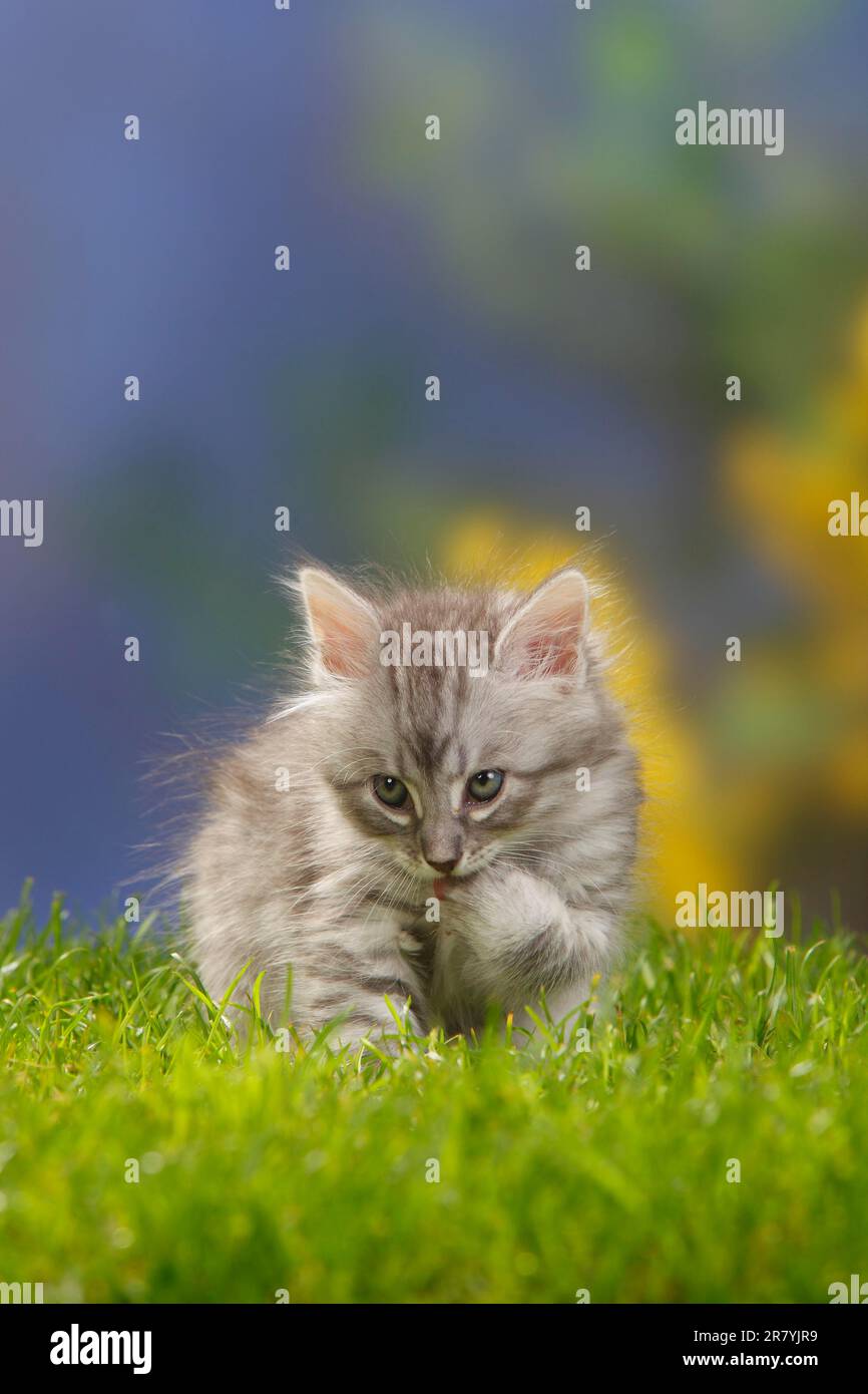 Siberian Forest Cat Kitten 7 Weeks Blue silver Tabby Siberian Cat siberian-forest-cat-kitten-7-weeks-blue-silver-tabby-siberian-cat