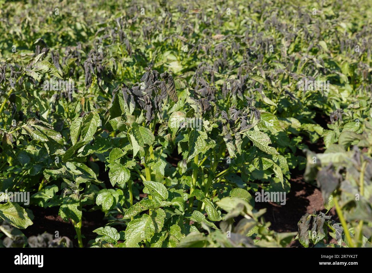 Potato plants damaged by the frost. Potato plants showing signs of frost damage to leaves. potato agricultural field. Stock Photo