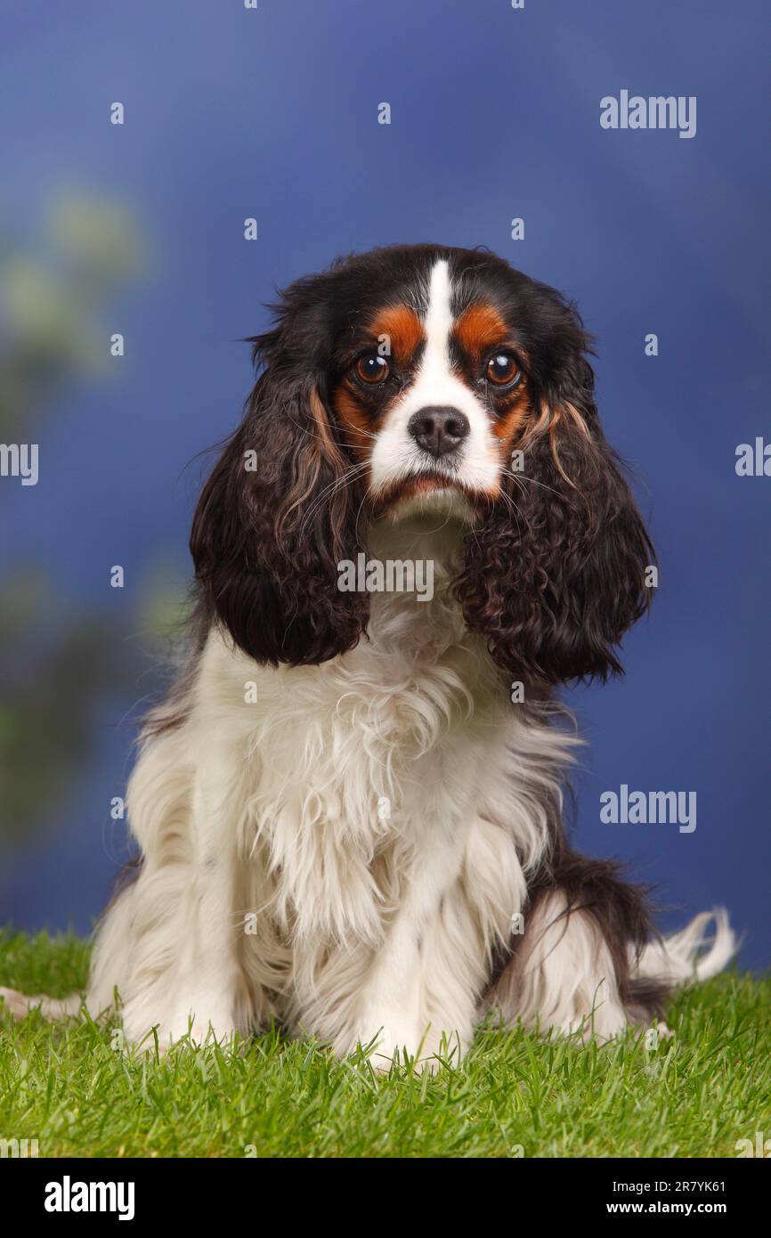 Cavalier King Charles Spaniel, tricolour Stock Photo - Alamy