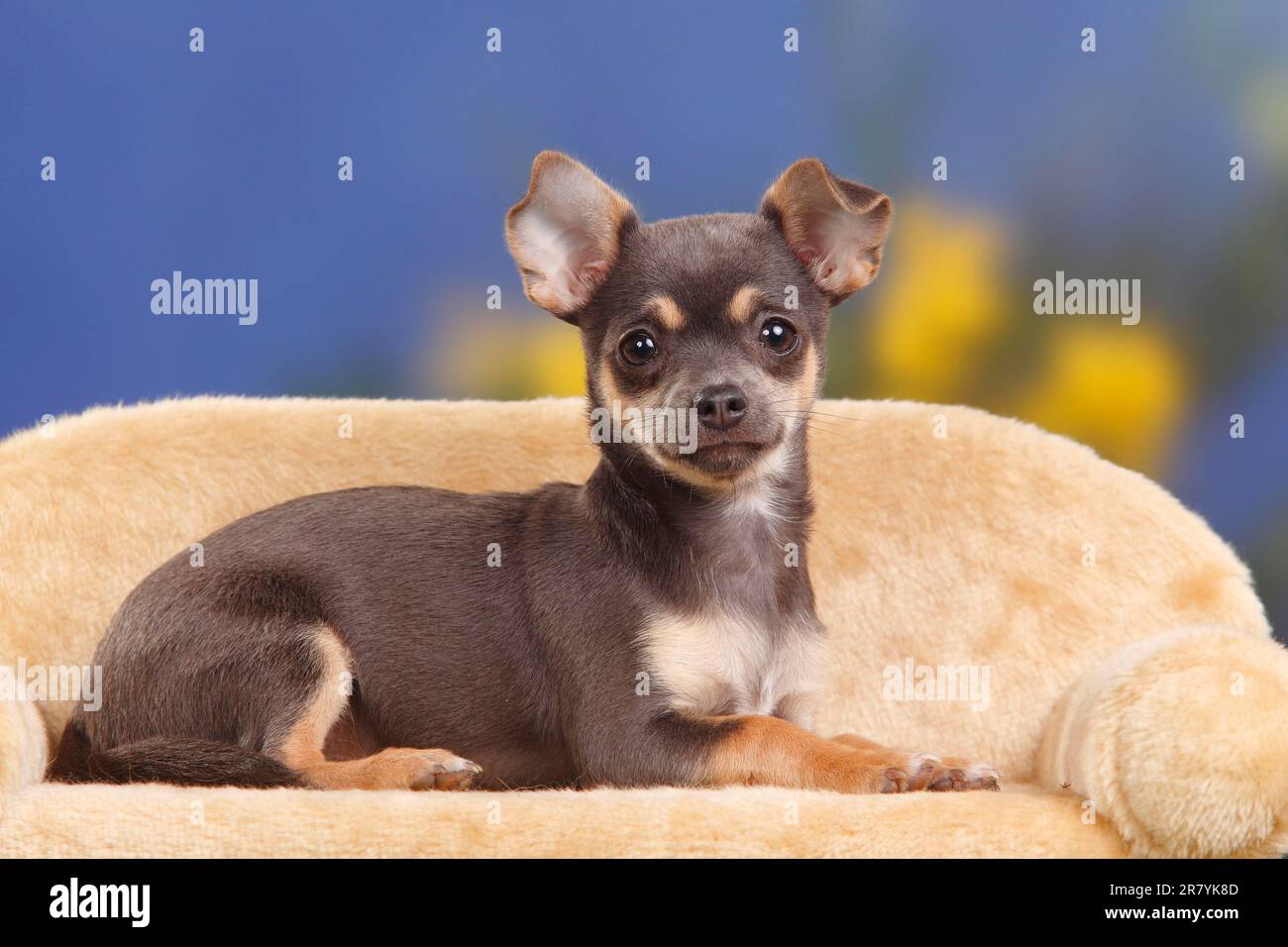 Blue deer hotsell head chihuahua