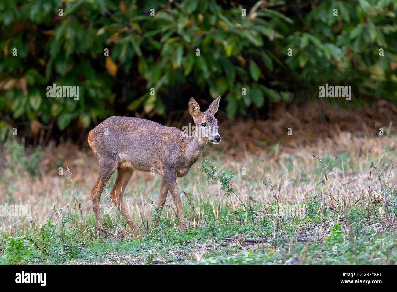 A female Roe deer (Capreolus capreolus) grazing. Stock Photo