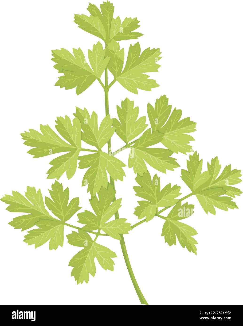 A stem of parsley with green leaves isolated on white background Stock