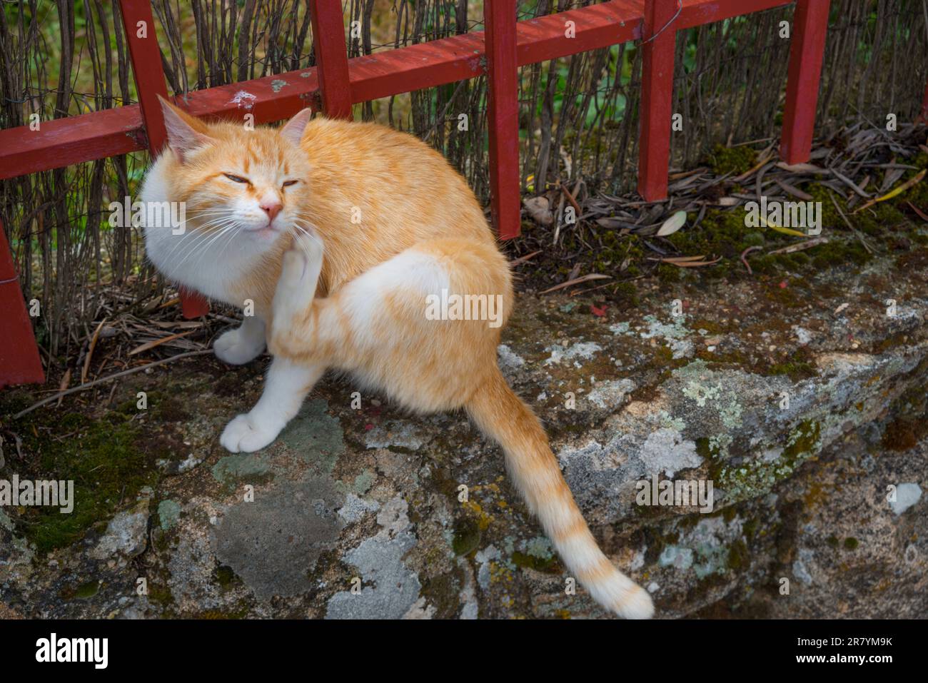 Tabby and white cat scratching itself Stock Photo Alamy