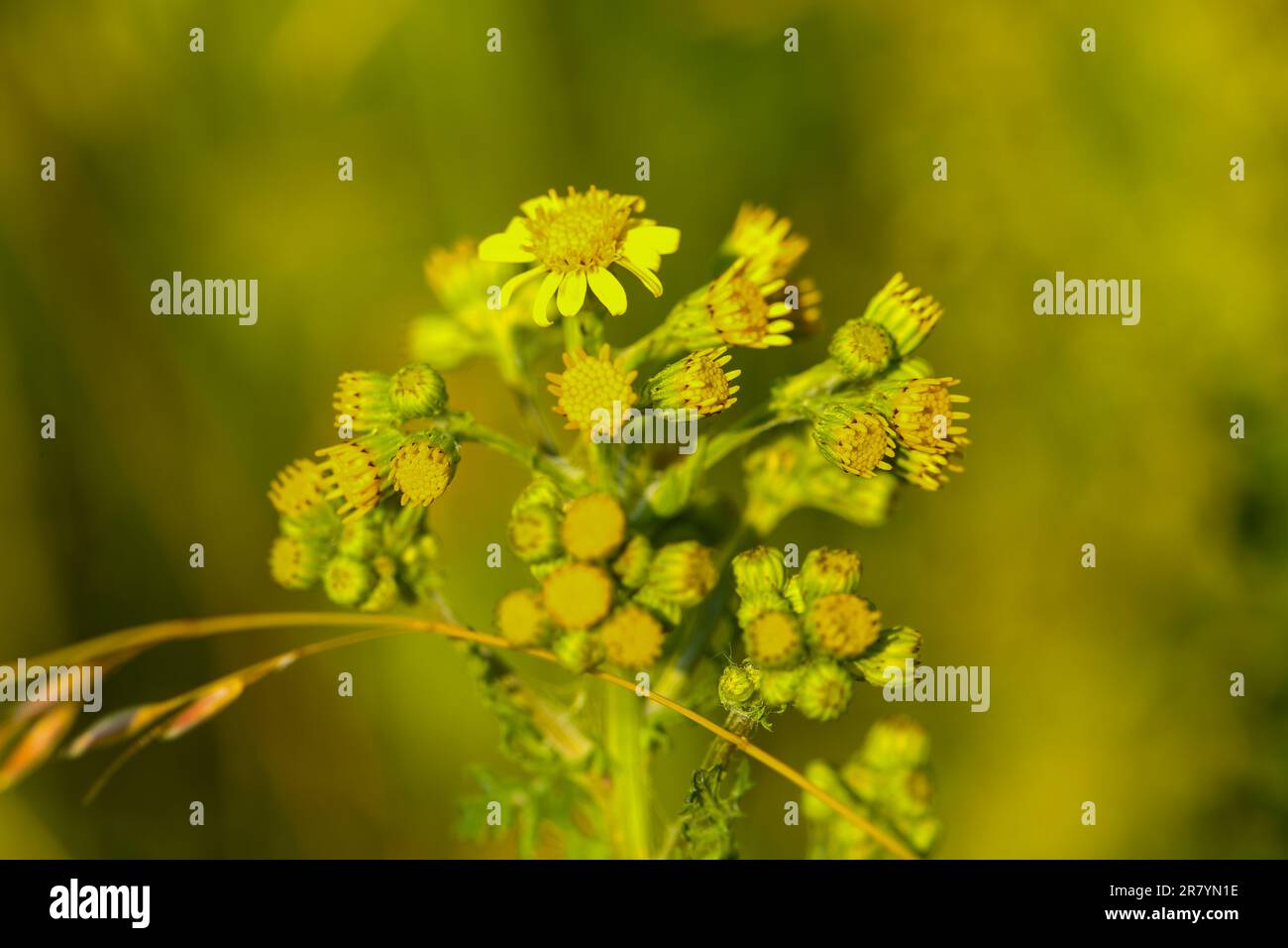 Hand drawn wildflowers hi-res stock photography and images - Alamy