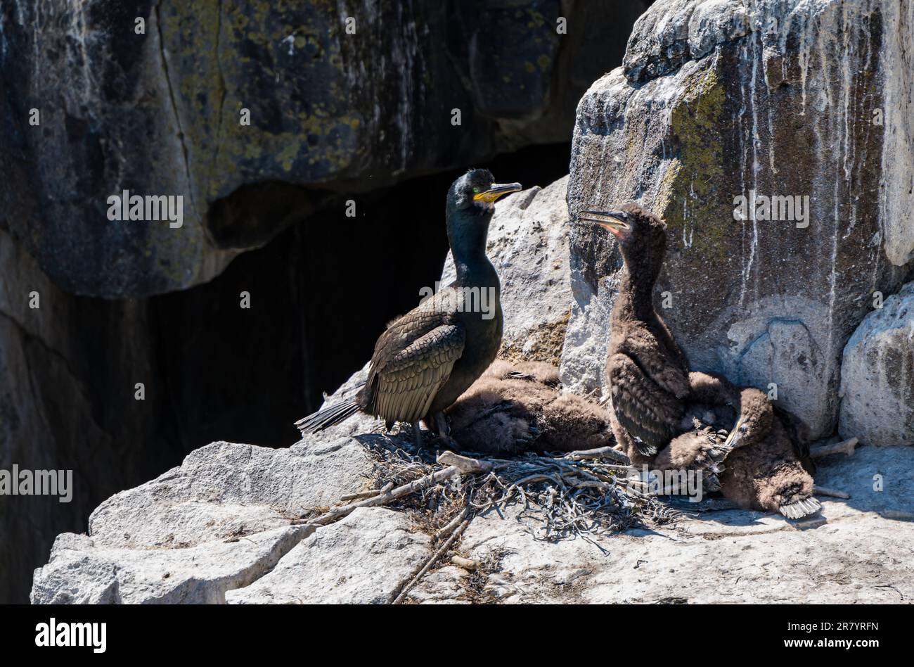 Shag with chicks (Phalacrocorax aristotelis) on cliff ledge, (Isle of May, Scotland, UK Stock Photo