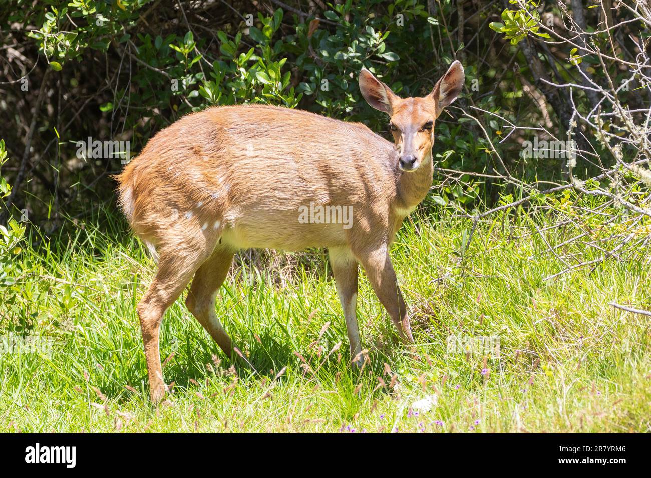 Bushbuck  ewe (Tragelaphus sylvatica), Nature's Valley, Western Cape, South Africa Stock Photo
