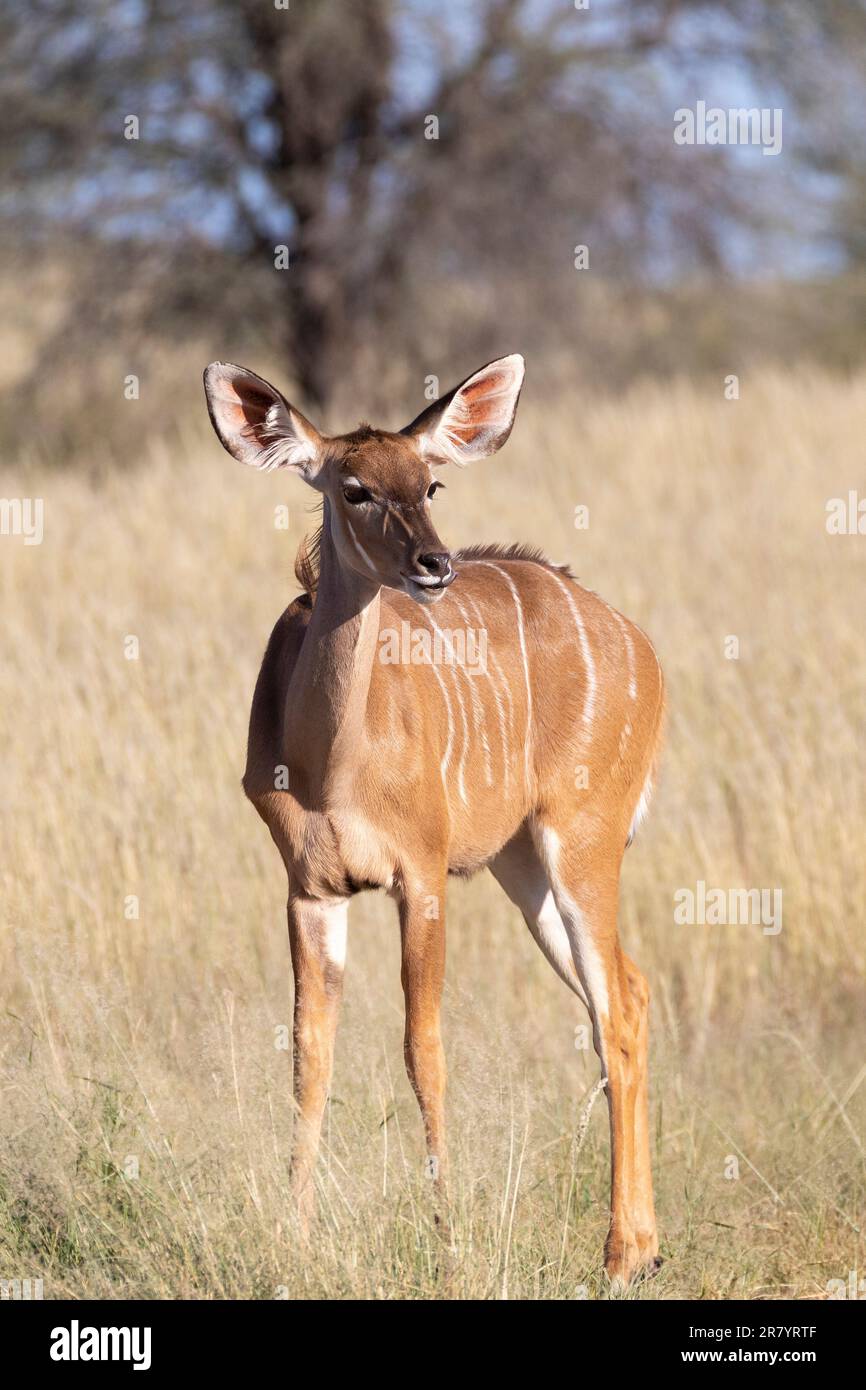 Greater Kudu (Tragelaphus strepsiceros) young sub-adult cow, Kgalagadi Transfrontier Park, Kalahari, Northern Cape, South Africa Stock Photo