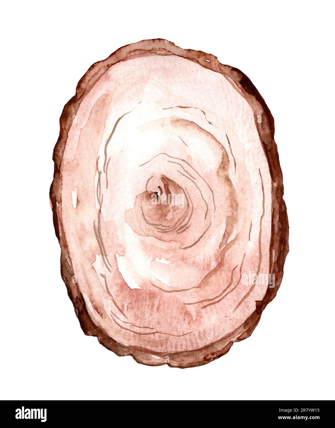 Section of cracked aged wooden tree with rings and texture isolated on white. watercolor illustration Stock Photo