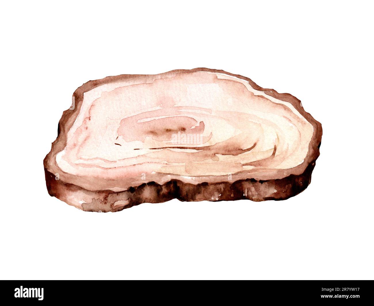 Section of cracked aged wooden tree with rings and texture isolated on white. watercolor illustration Stock Photo