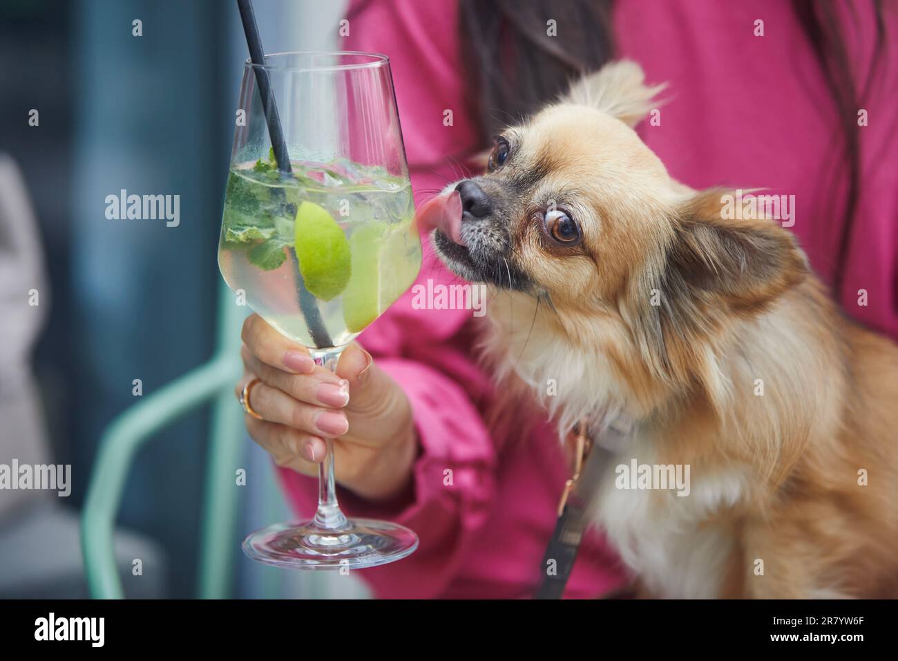 Funny chihuahua licking drinking glass with cocktail. Woman sitting in outdoor restaurant and holding lap dog in her arms. Stock Photo