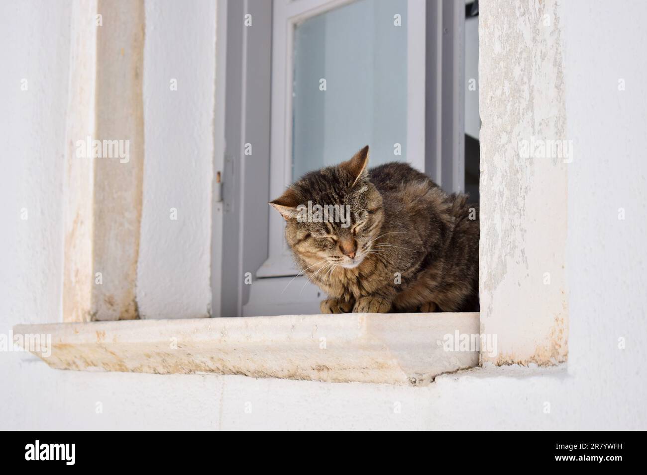 Cat sleeping on the window sill Stock Photo Alamy