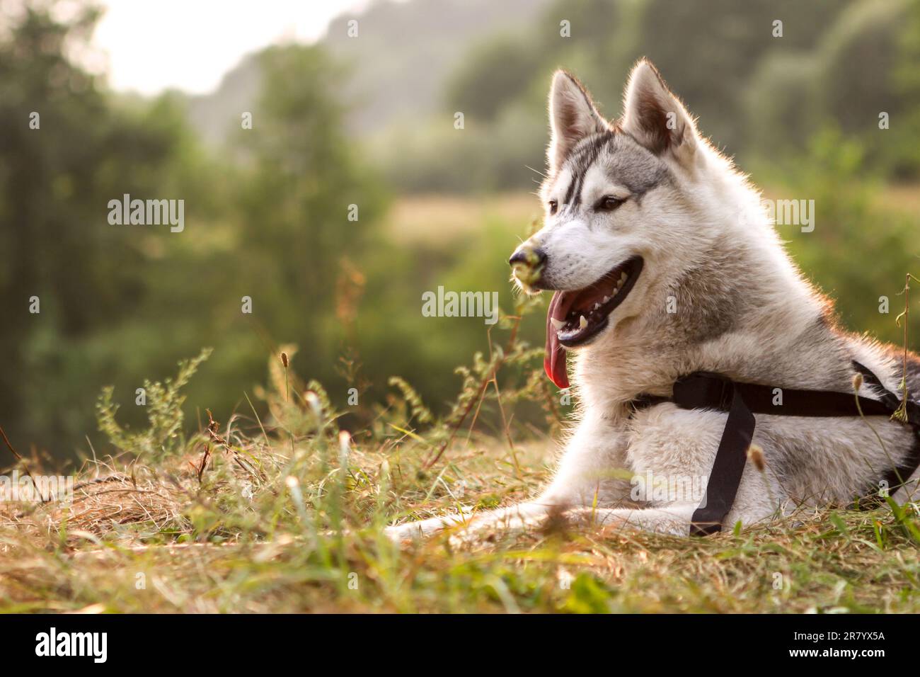 Husky dog portrait near river in green forest background Stock Photo ...