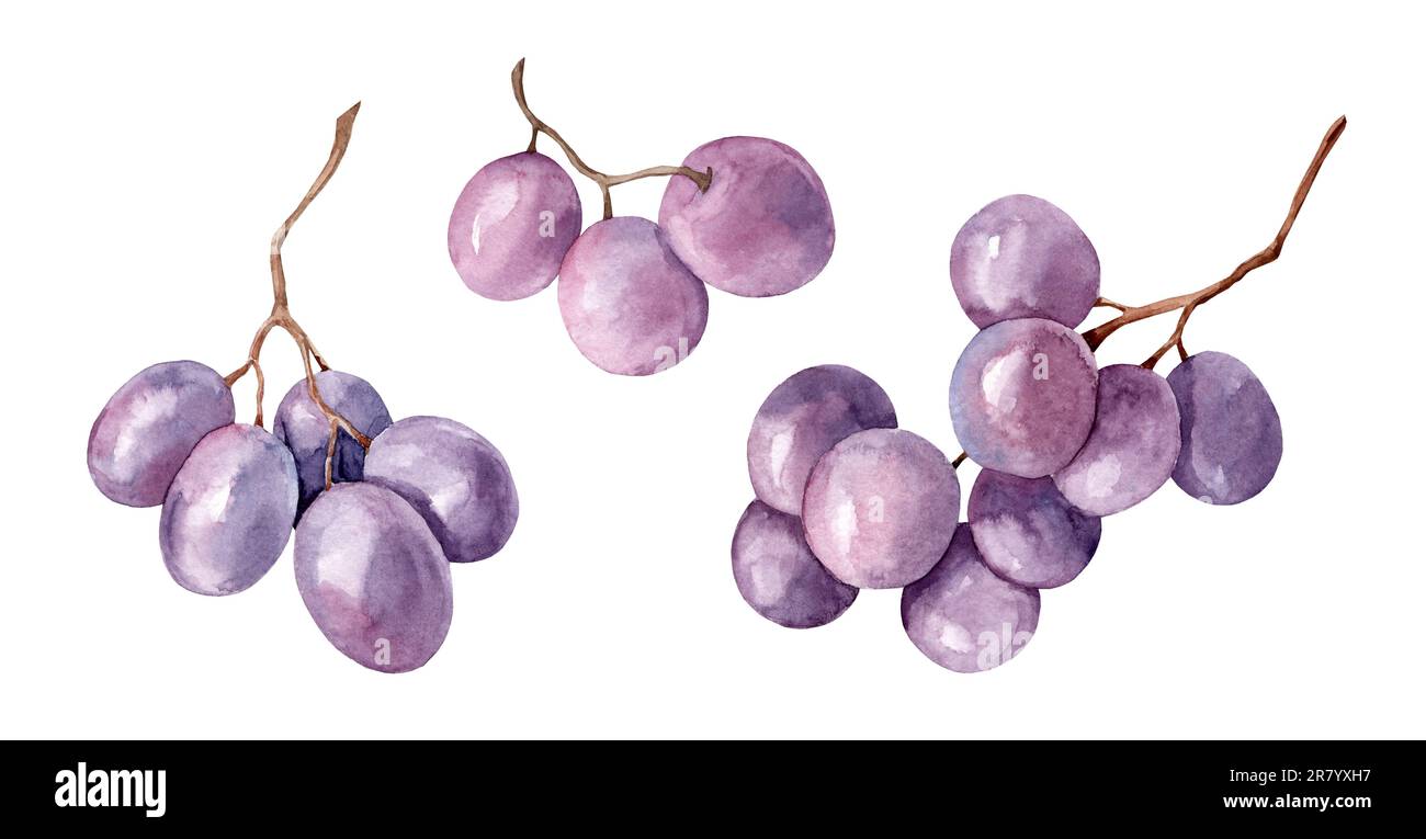 Watercolor image of a bunch of black grapes. Realistic ripe organic purple bunch of grapes. Delicious purple sweet juicy fruit illustration. Delicious Stock Photo