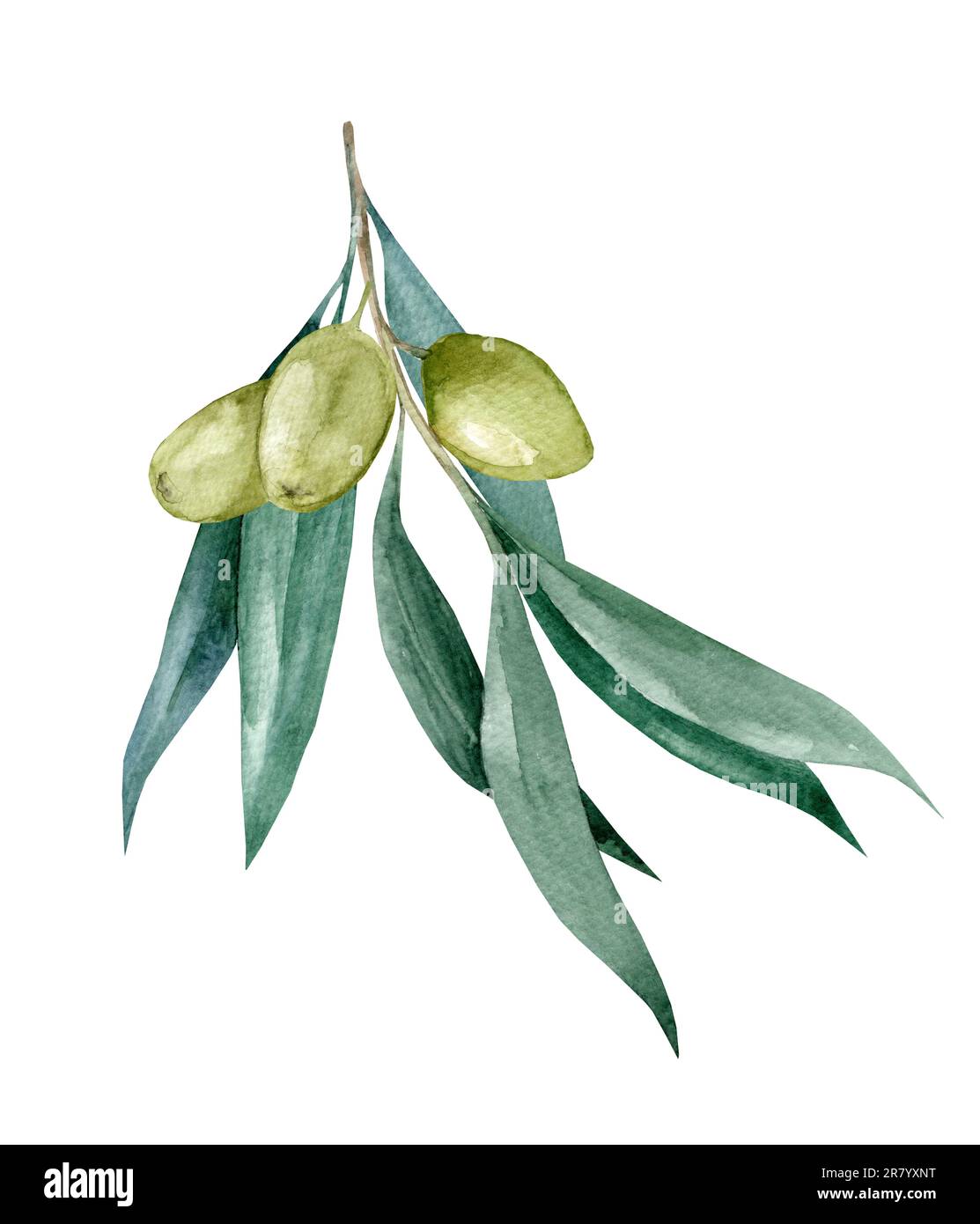 Olive branch illustration hires stock photography and images Alamy