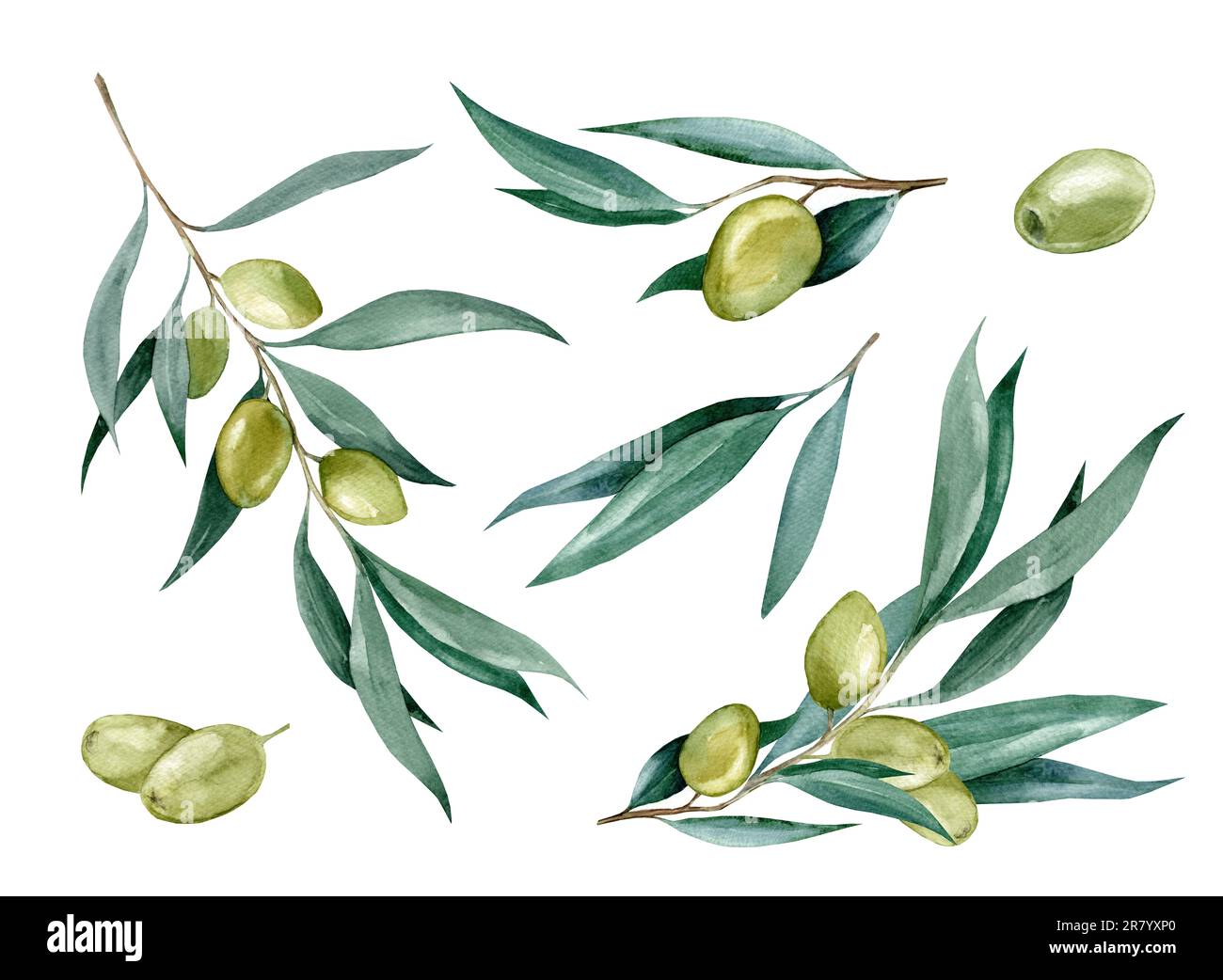 Olive branch with leaves. Watercolor drawings on a white background