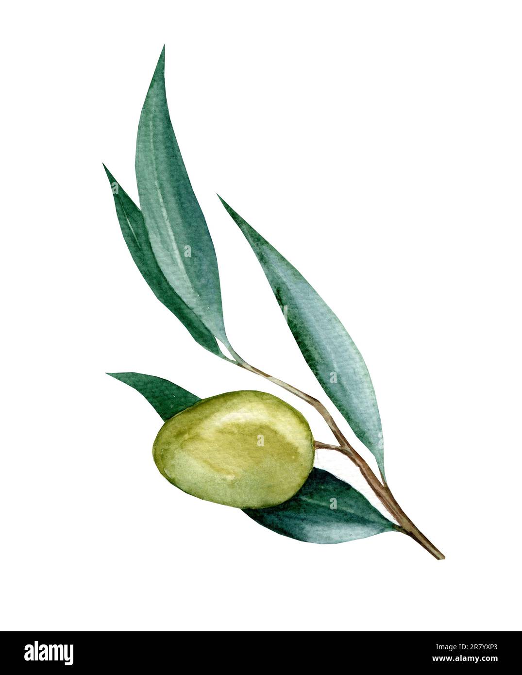 Olive branch with leaves. Watercolor illustration isolated on white ...