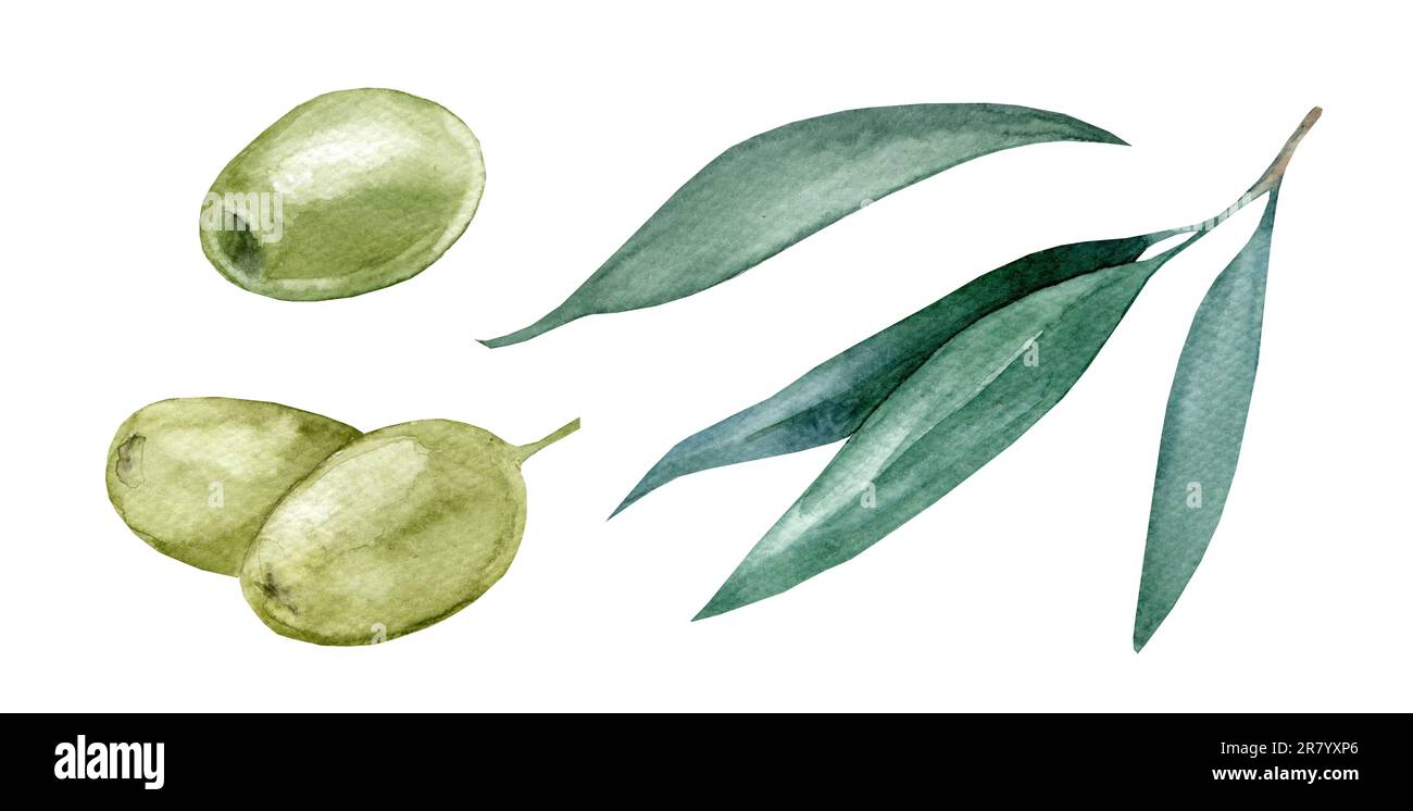 Olive branch with leaves. Watercolor illustration isolated on white ...