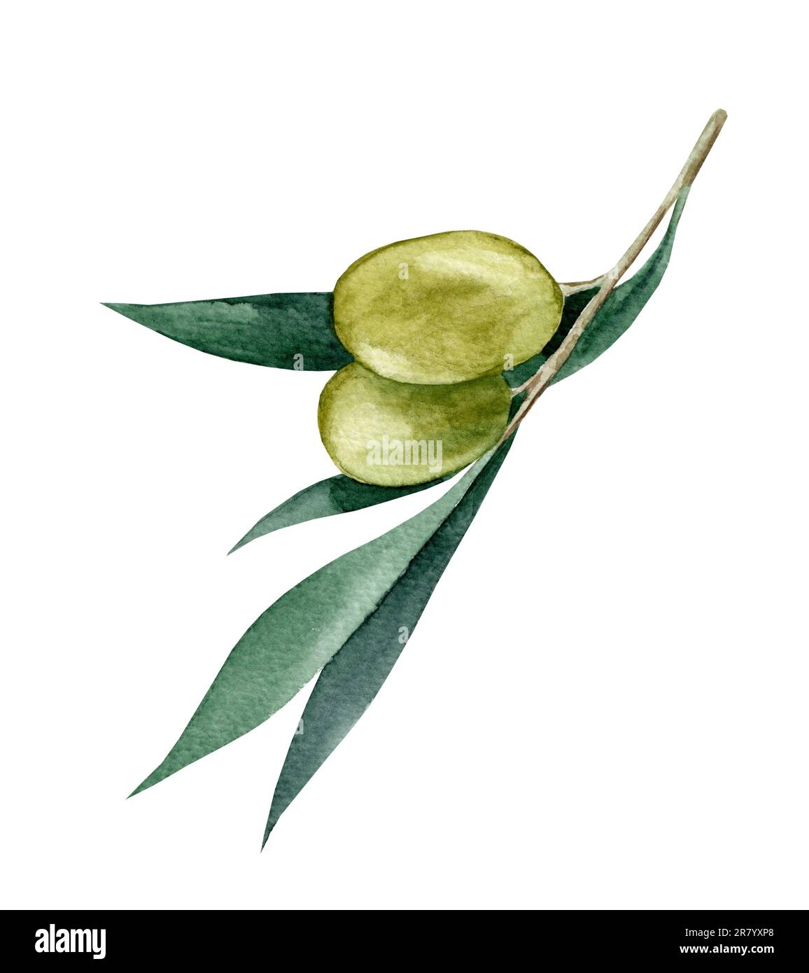 Olive branch with leaves. Watercolor illustration isolated on white ...