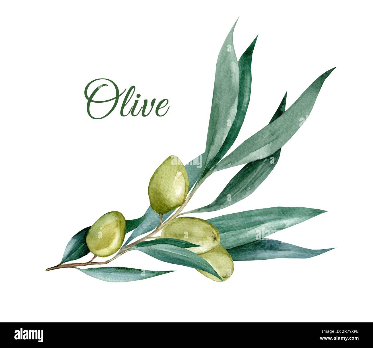 Olive branch with leaves Watercolor illustration Stock Photo - Alamy