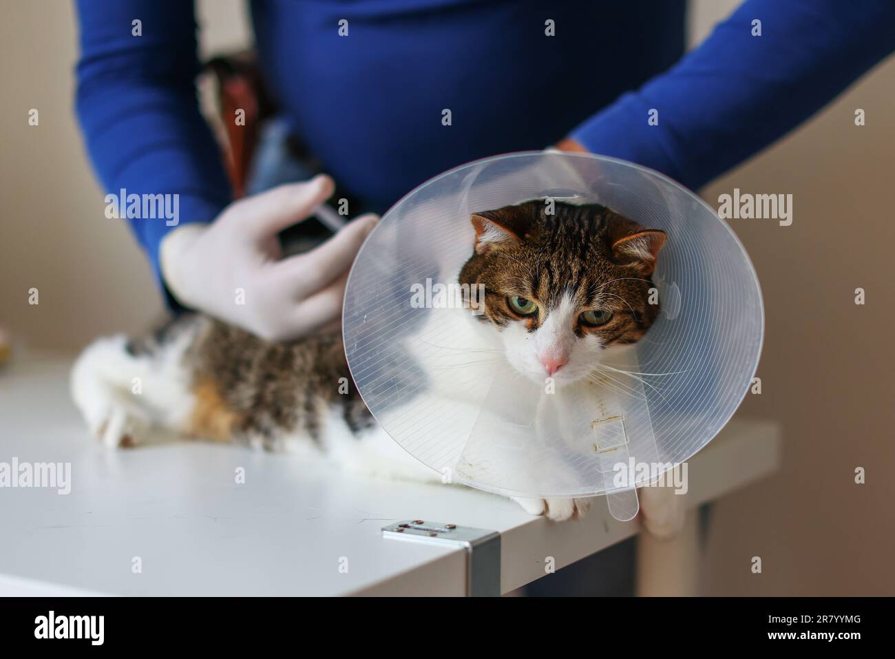 veterinarian gives an injection for cat in clinic Stock Photo - Alamy