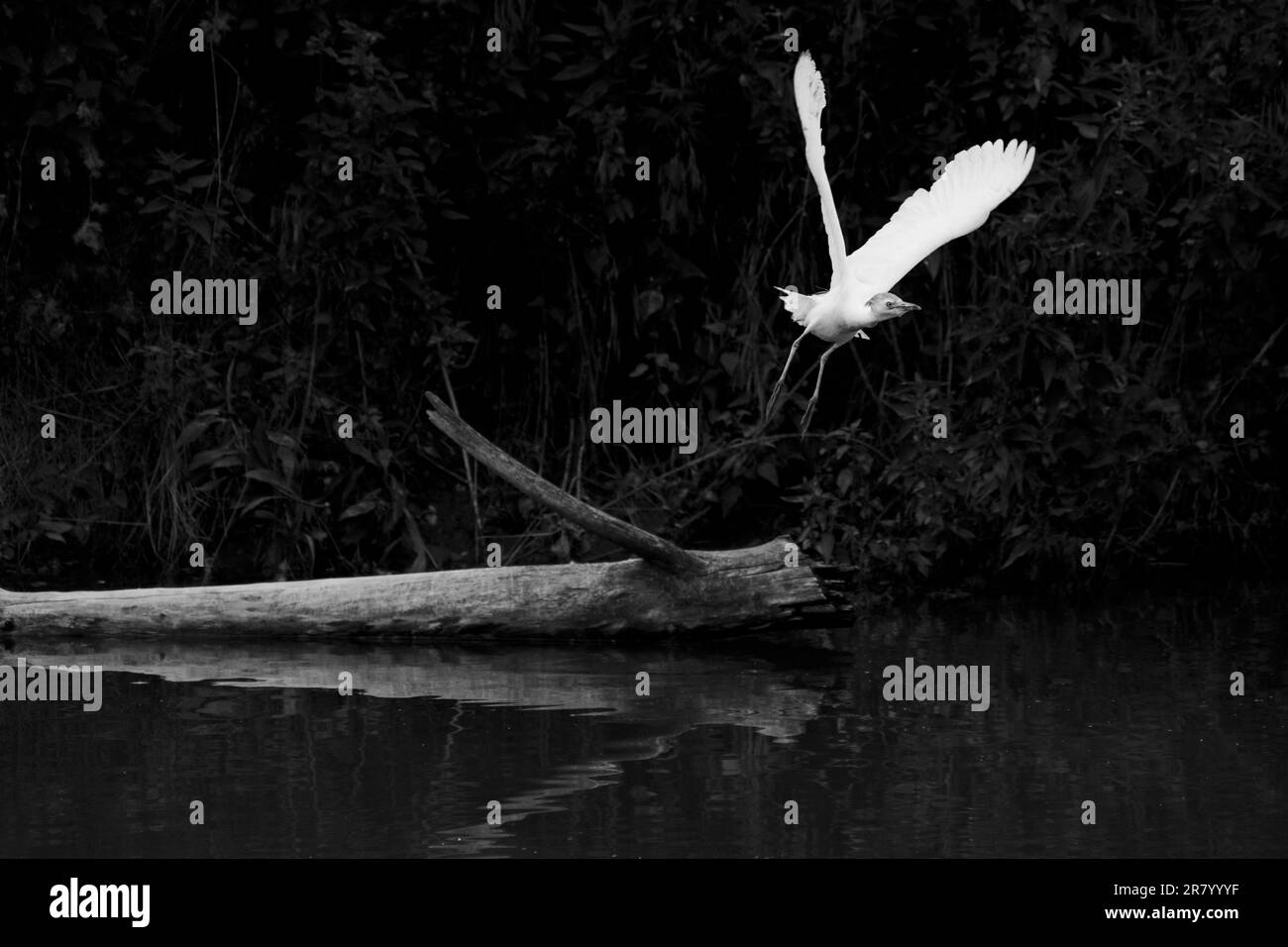 White heron takes flight Stock Photo