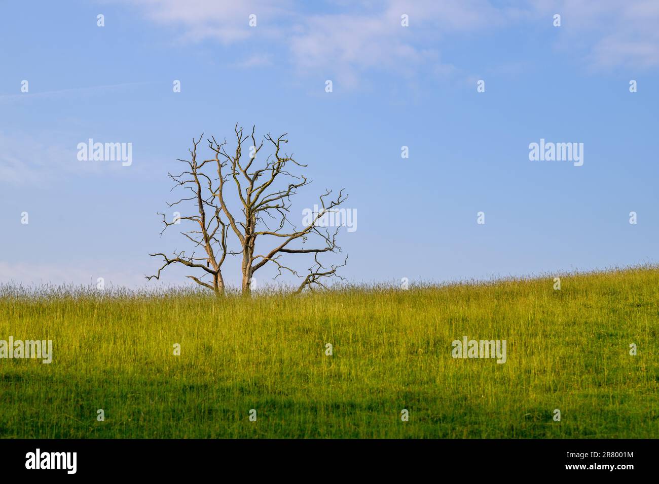 Lone dead tree in a green meadow Stock Photo