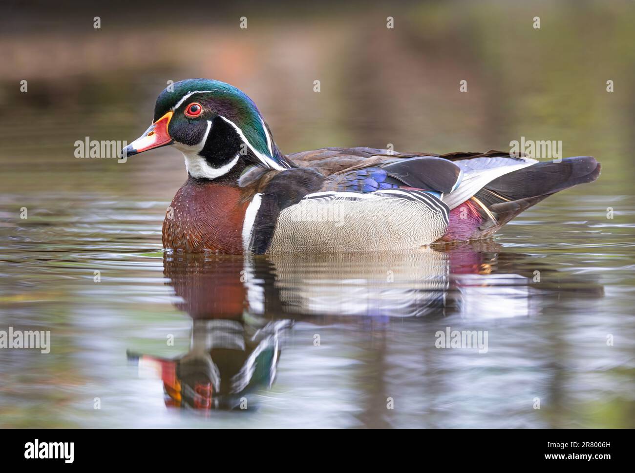 A wood duck male with classic look swimming in a local pond in spring Stock Photo