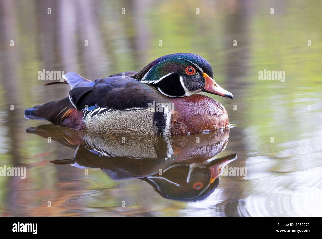 Wood duck pond hi-res stock photography and images - Alamy
