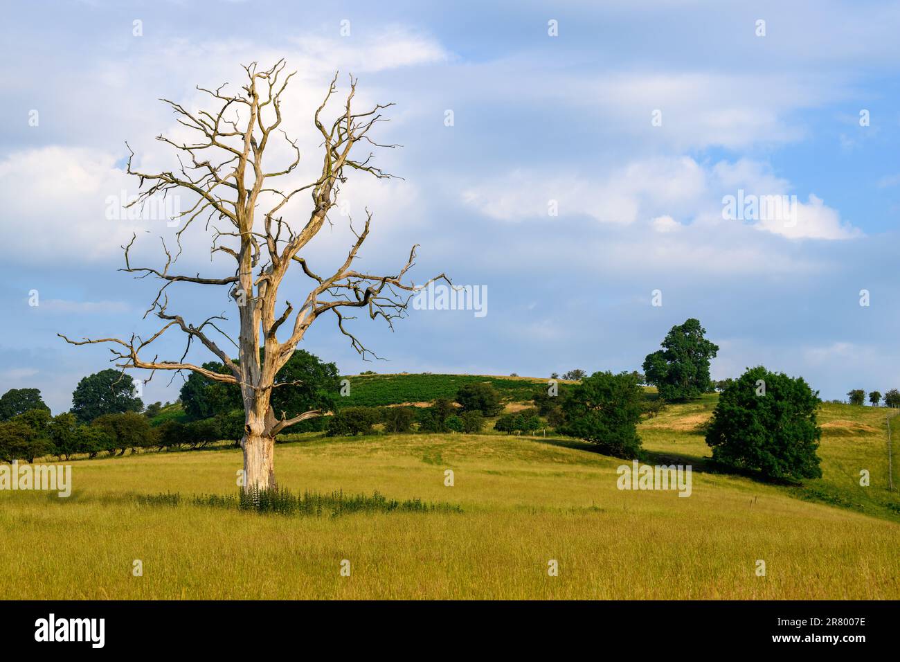 Lone dead tree in a green meadow Stock Photo