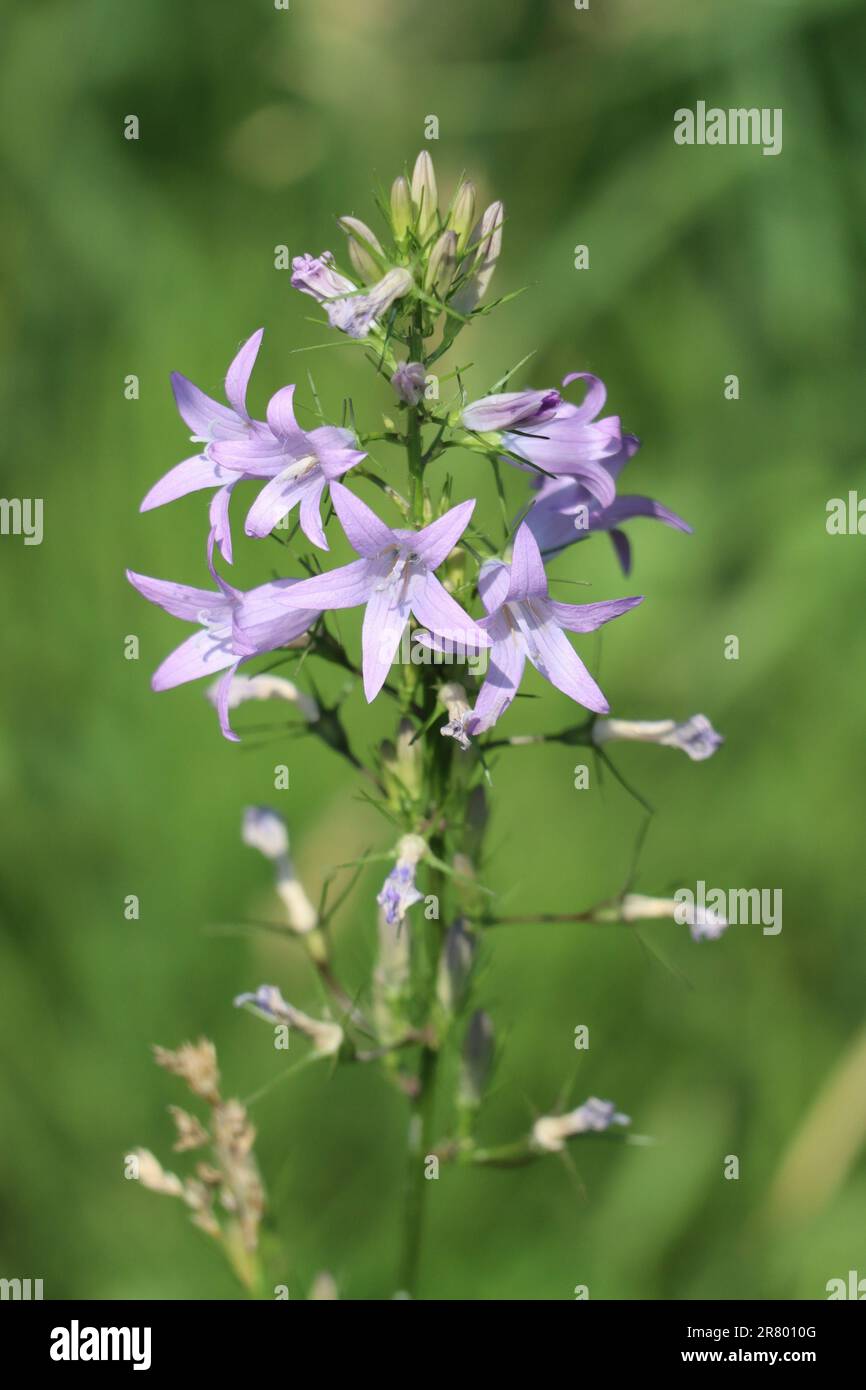 Rapunzel bellflower blooms at the Edge of the Forest Stock Photo