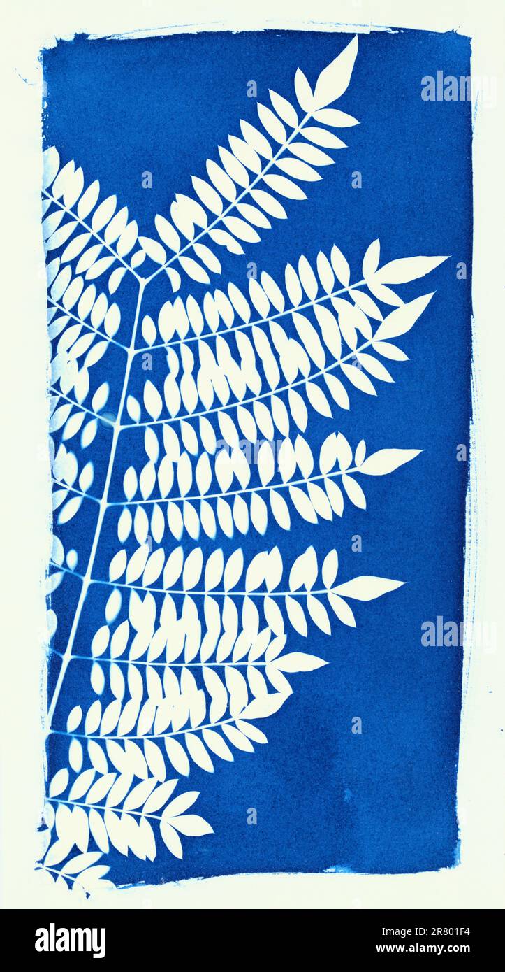 Cyanotype print on paper Stock Photo