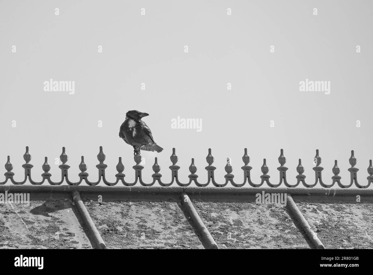 Carrion crow in black and white resting on the top of a beach shelter