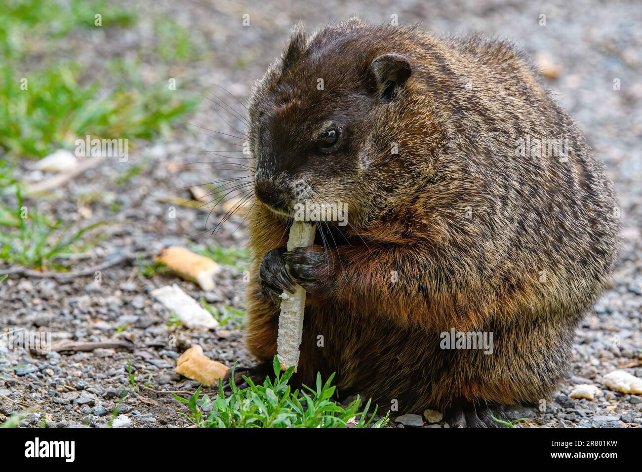 Closeup of a groundhog eating a stick of bread. He holds the bread in his paws as he nibbles. He stands on gravel with bits of grass and bread. Stock Photo