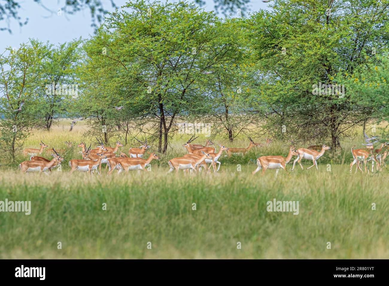 A flock of black bucks in a grassland Stock Photo