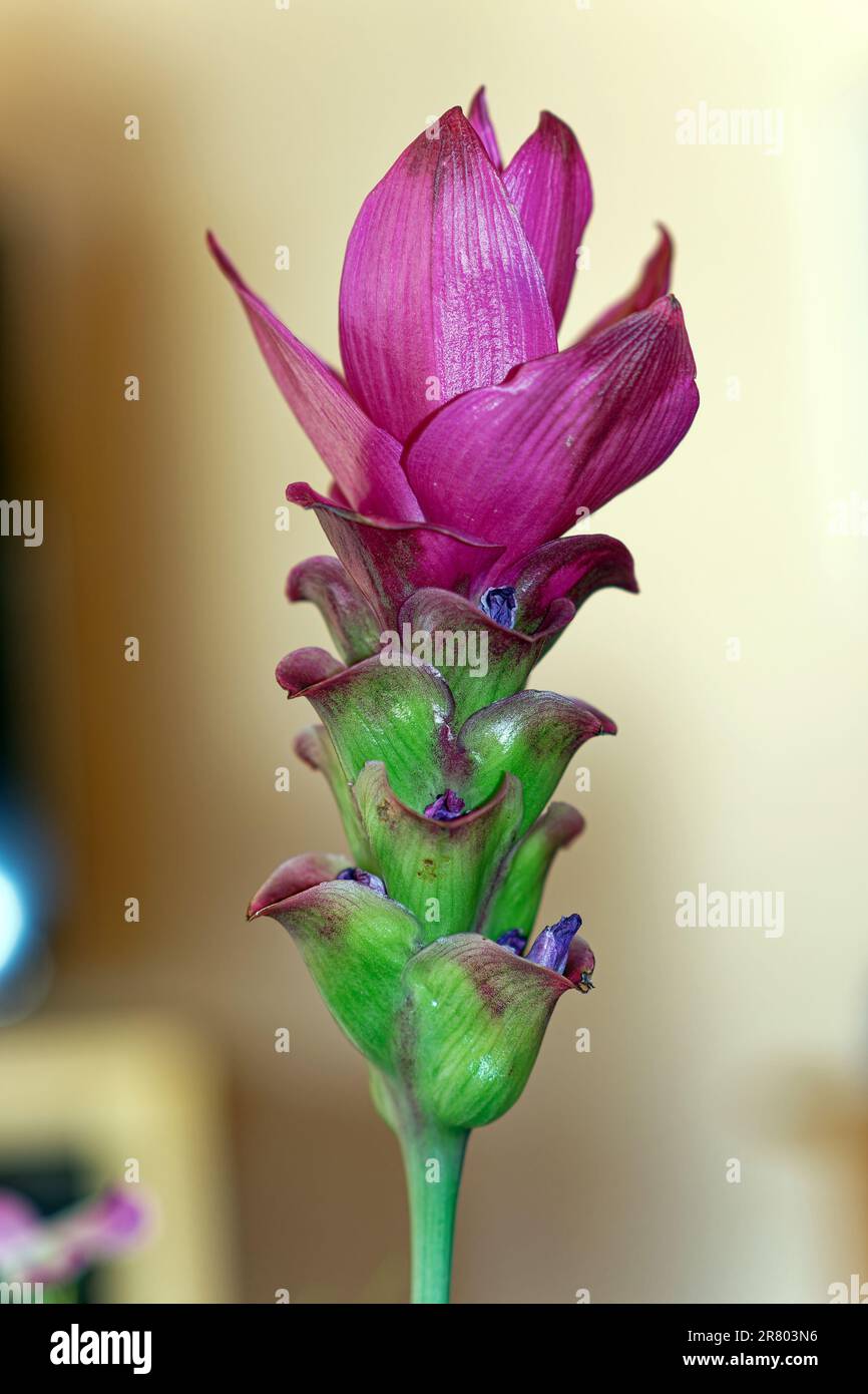 Spice plant as decoration, single turmeric flower Stock Photo
