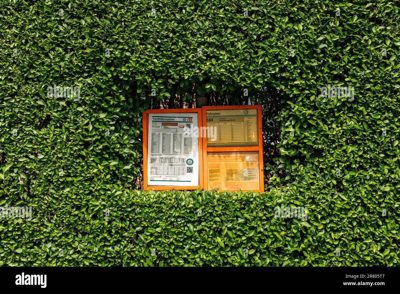 hedge with bus timetable cut free at a bus stop in Gevelsberg-Silschede, North Rhine-Westphalia, Germany. Hecke mit freigeschnittenem Busfahrtplan an Stock Photo