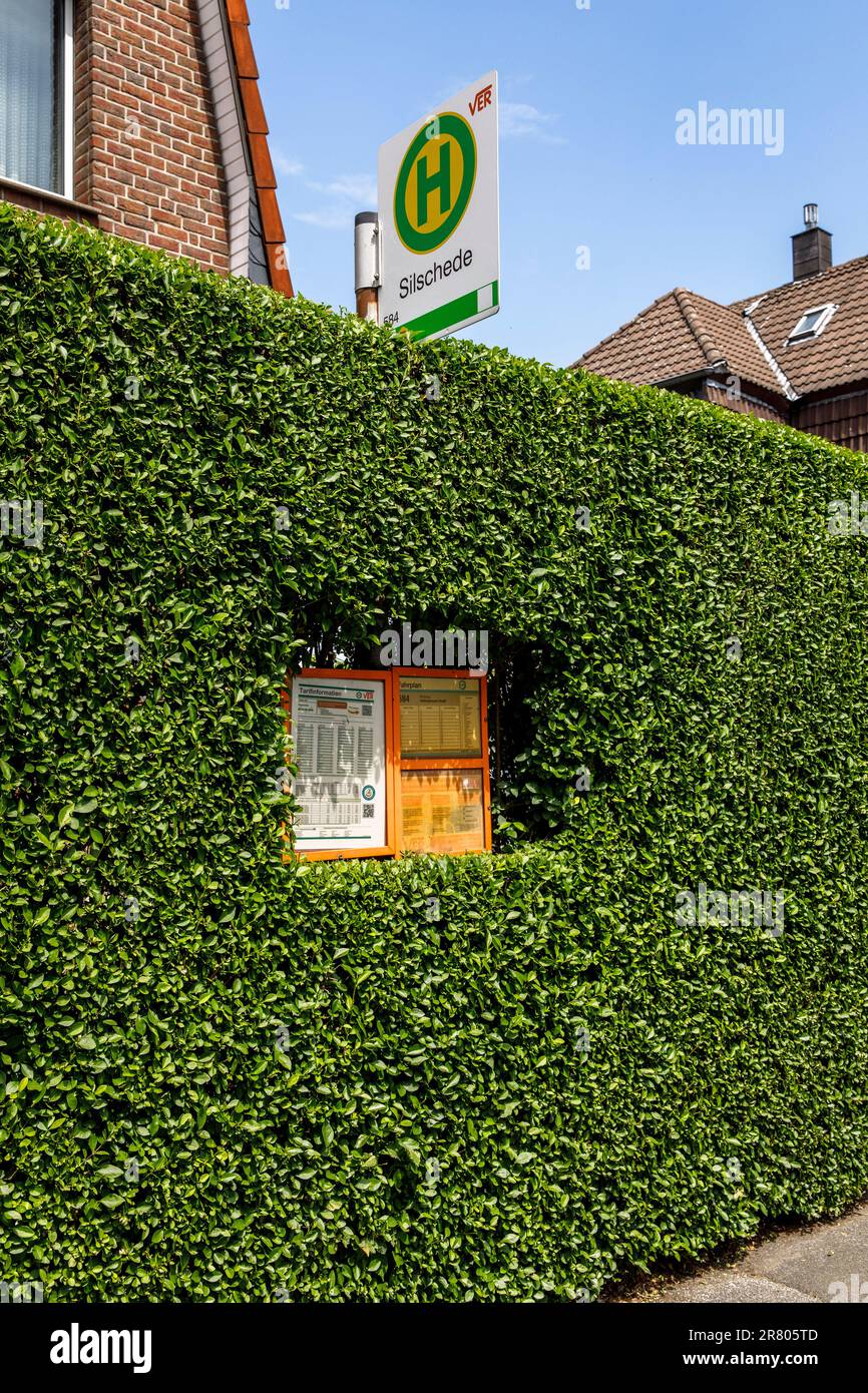 hedge with bus timetable cut free at a bus stop in Gevelsberg-Silschede, North Rhine-Westphalia, Germany. Hecke mit freigeschnittenem Busfahrtplan an Stock Photo