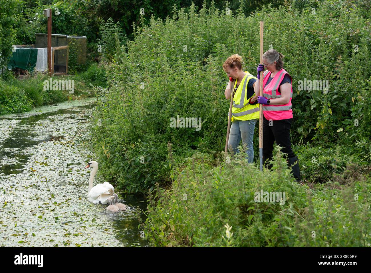 Eton Wick, UK. 18th June, 2023. Work stops to let a swan and her cygnets pass by. Local residents and volunteers from the Eton Wick Waterways Group near Windsor in Berkshire who are supported by Thames 21, were clearing weeds from Boveney Ditch in Eton Wick today so as to improve the flow of water in the waterway. They work to conserve and protect  the natural environment and wildlife surrounding the Eton Wick waterways. Joining them to clear the weeds were newly elected Windsor, Eton and Eton Wick Liberal Democrats Councillors, Devon Davies and Mark Wilson. Frank O’Kelly a Councillor from nea Stock Photo