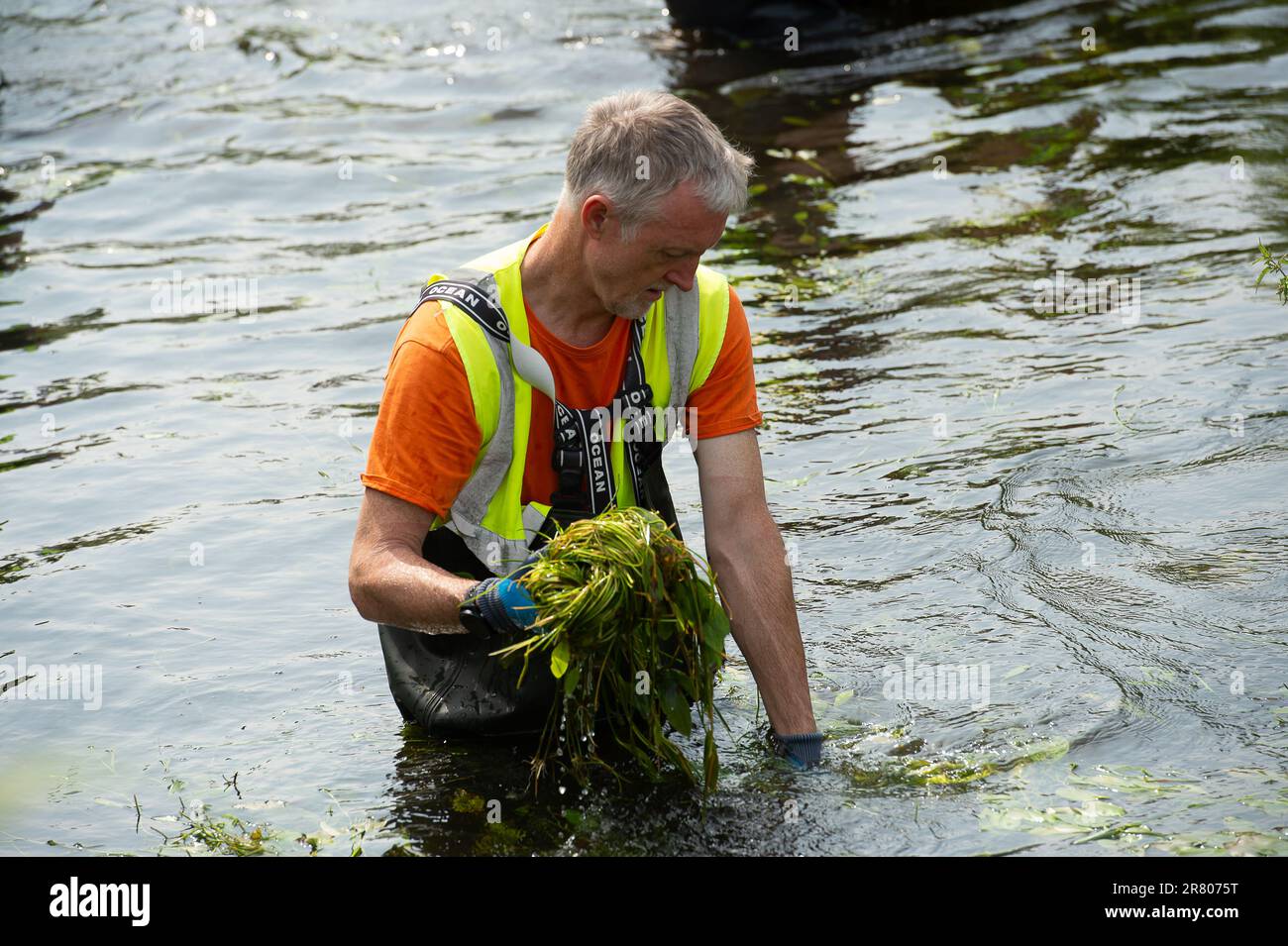Eton Wick, UK. 18th June, 2023. Local residents and volunteers from the Eton Wick Waterways Group near Windsor in Berkshire who are supported by Thames 21, were clearing weeds from Boveney Ditch in Eton Wick today so as to improve the flow of water in the waterway. They work to conserve and protect  the natural environment and wildlife surrounding the Eton Wick waterways. Joining them to clear the weeds were newly elected Windsor, Eton and Eton Wick Liberal Democrats Councillors, Devon Davies and Mark Wilson (pictured). Frank O’Kelly a Councillor from nearby Slough also joined the clear up. Et Stock Photo
