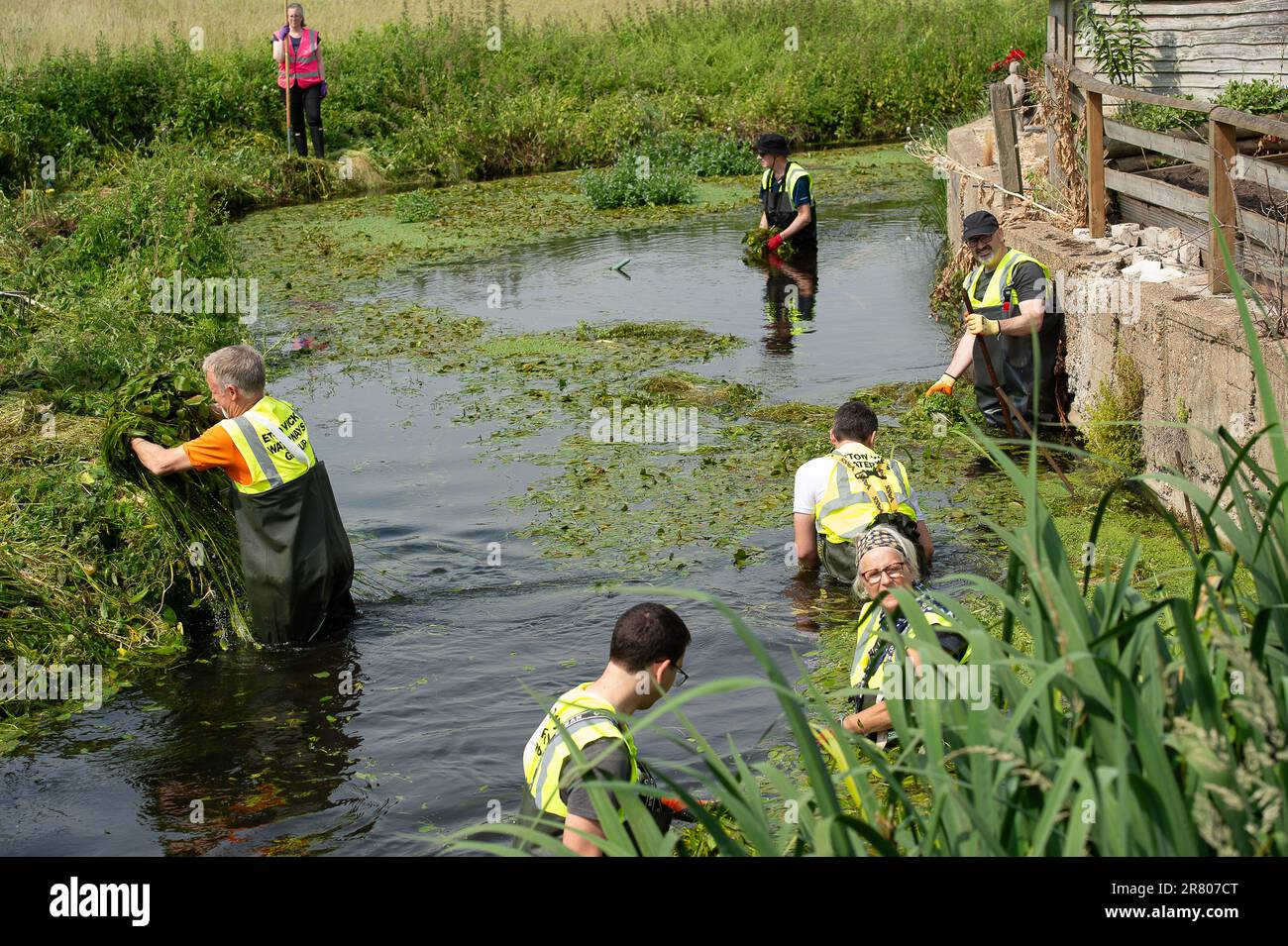 Eton Wick, UK. 18th June, 2023. Local residents and volunteers from the Eton Wick Waterways Group near Windsor in Berkshire who are supported by Thames 21, were clearing weeds from Boveney Ditch in Eton Wick today so as to improve the flow of water in the waterway. They work to conserve and protect  the natural environment and wildlife surrounding the Eton Wick waterways. Joining them to clear the weeds were newly elected Windsor, Eton and Eton Wick Liberal Democrats Councillors, Devon Davies and Mark Wilson. Frank O’Kelly a Councillor from nearby Slough also joined the clear up. Eton Town Cou Stock Photo