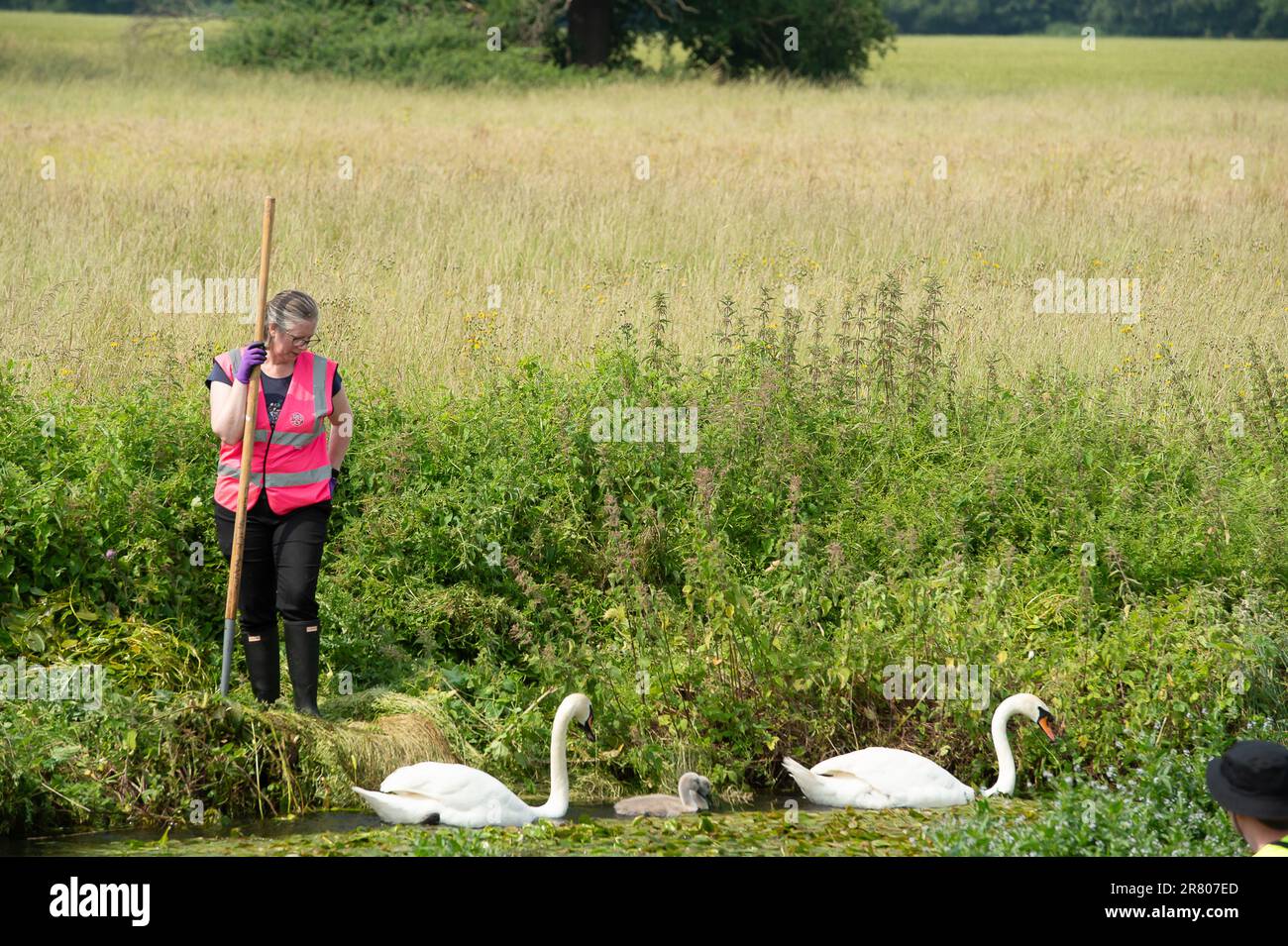 Eton Wick, UK. 18th June, 2023. Work stops to let a swan and her cygnets pass by. Local residents and volunteers from the Eton Wick Waterways Group near Windsor in Berkshire who are supported by Thames 21, were clearing weeds from Boveney Ditch in Eton Wick today so as to improve the flow of water in the waterway. They work to conserve and protect  the natural environment and wildlife surrounding the Eton Wick waterways. Joining them to clear the weeds were newly elected Windsor, Eton and Eton Wick Liberal Democrats Councillors, Devon Davies and Mark Wilson. Frank O’Kelly a Councillor from nea Stock Photo