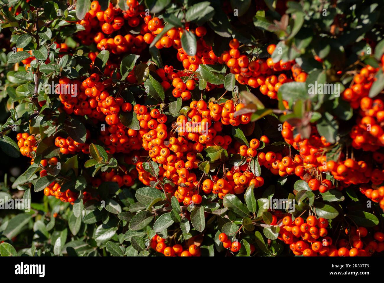 Cotoneaster garden shrub with large number bright red berries, decorative fruit, in sunlight on a sunny autumn day. Stock Photo